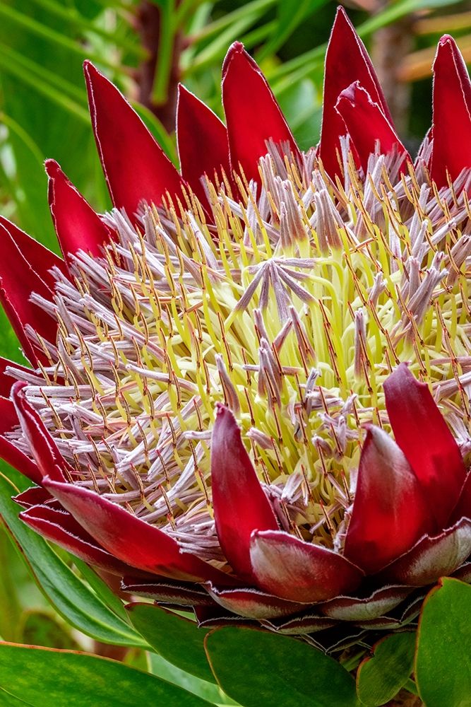 King Protea flower